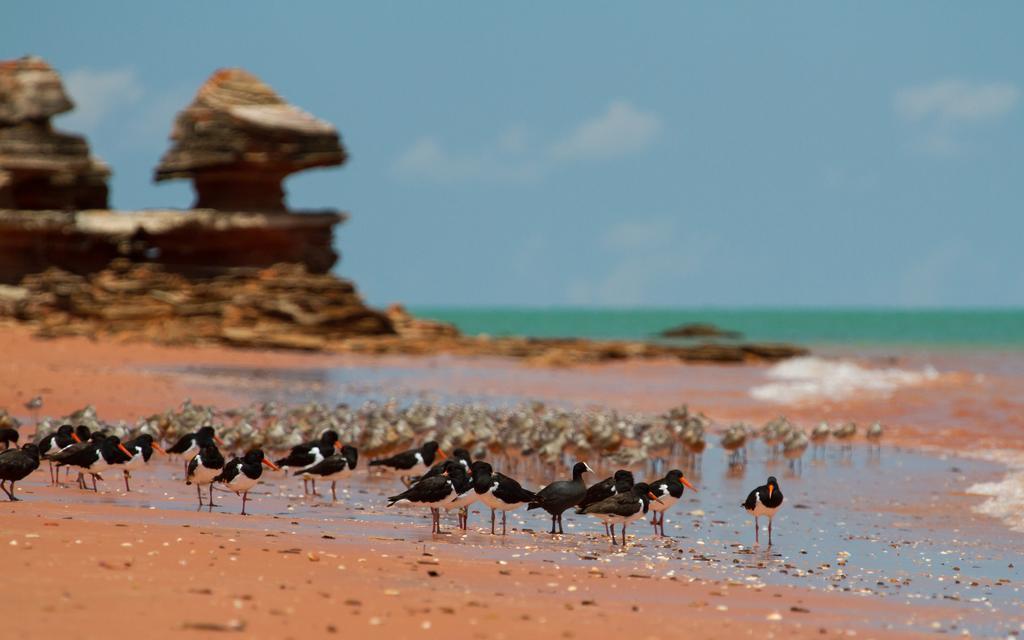 Broome Bird Observatory Eksteriør billede